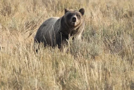 Hiker Attacked by Bear in Wilderness Area Transported to Trauma Center
